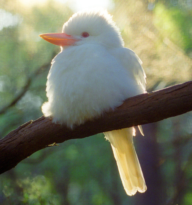 How the Kookaburra got Its Laughter