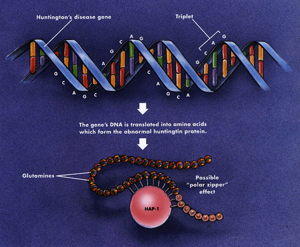 Description: Huntingtons Disease Genetics Image copyright: http://www ...