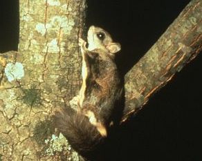 Southern Flying Squirrels