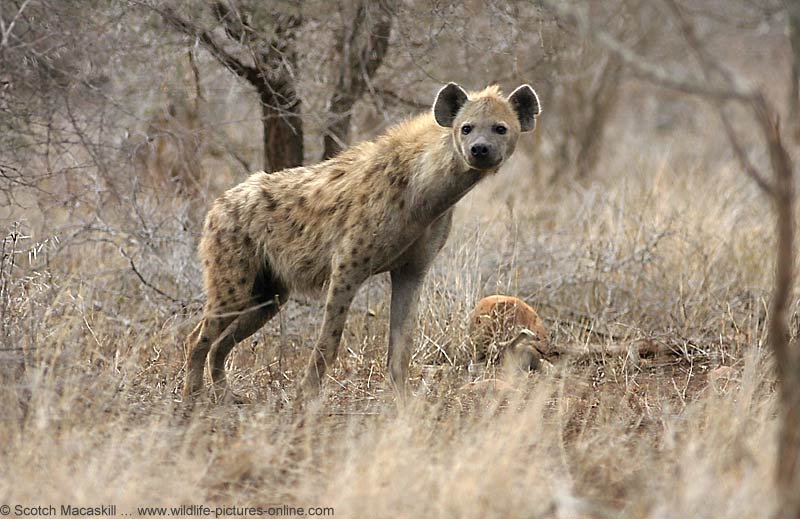 Hyena Pics