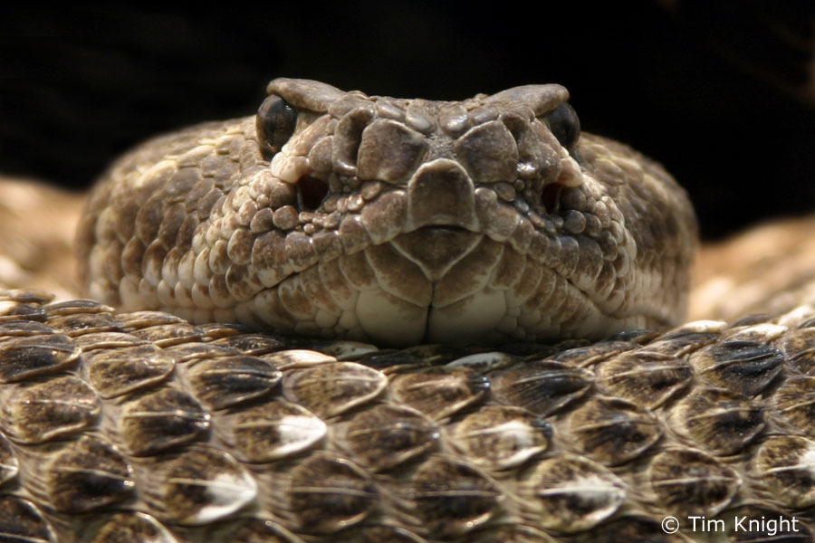 Picture Of Rattlesnake