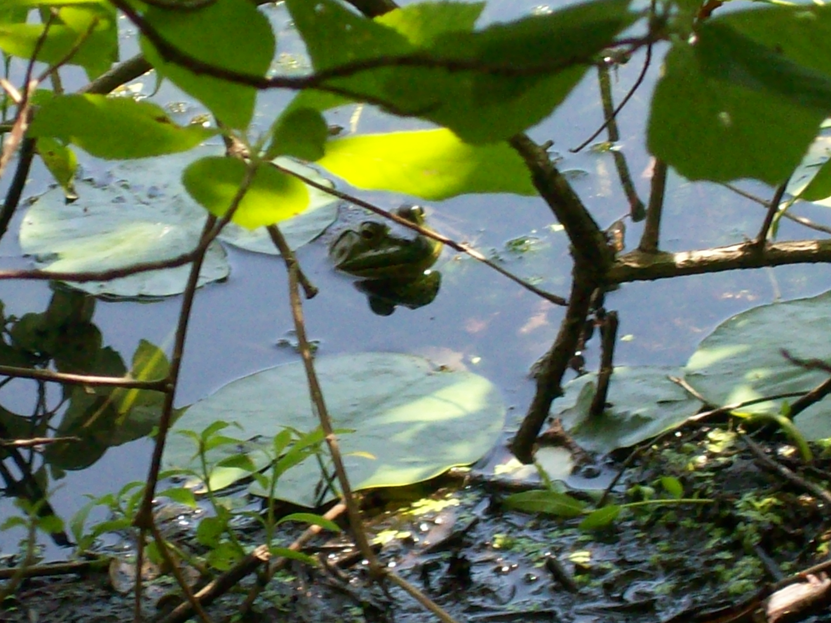 The Bull Frog