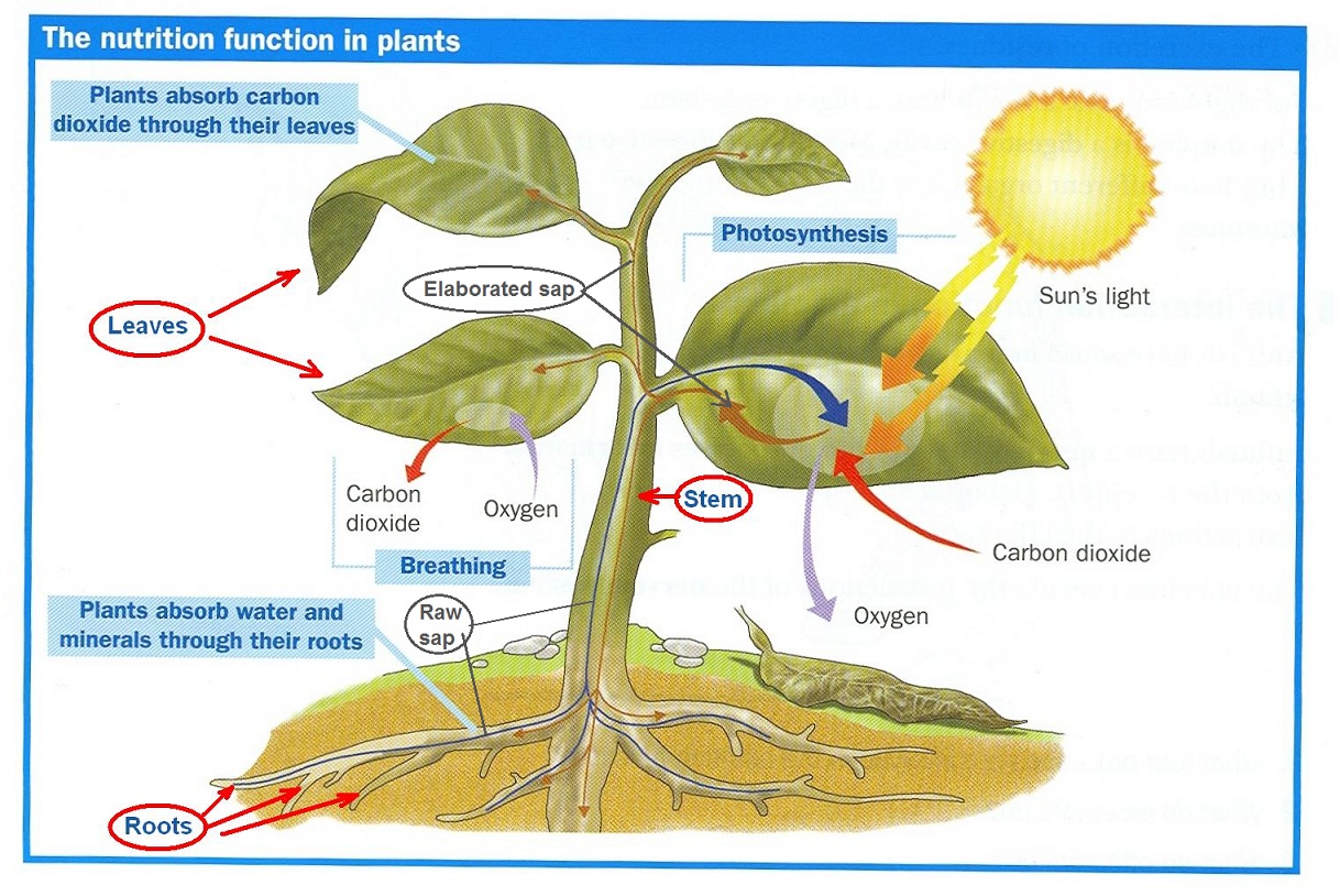 1-1-characteristics-of-living-organisms