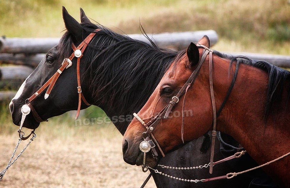 Best Horse Bridles