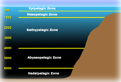 abyssopelagic zone