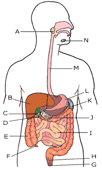 The Digestive System