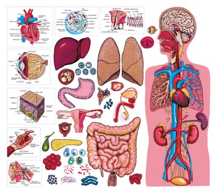 Body Systems Pictures