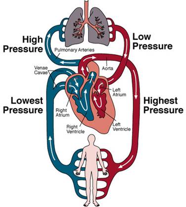 human circulatory system pictures. Circulatory System