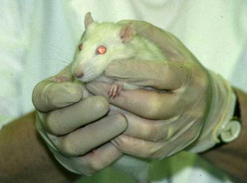 Safe Handling Lab Rats Lab Saftey